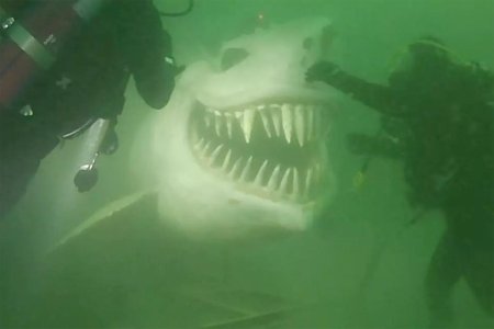 Марианская впадина мегалодон