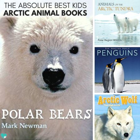 Polar bears of the arctic