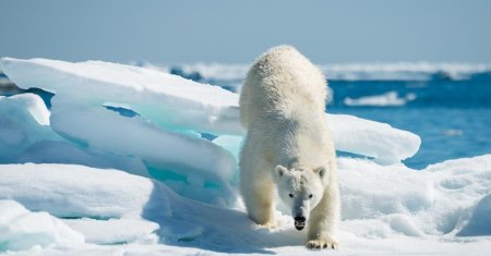Белый медведь русская арктика