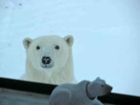 Белый медведь морда