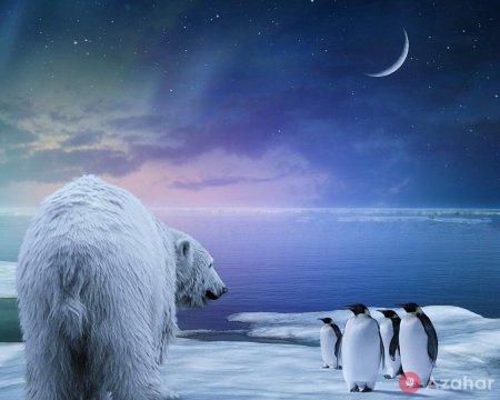 Северный полюс сияние белый медведь