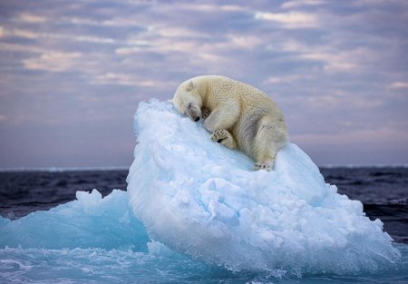 Белый медведь на льдине