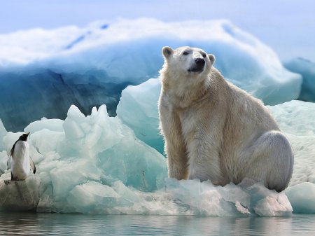 Белая медведь