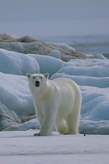 Животные арктических пустынь белый медведь