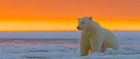 Арктика белый медведь