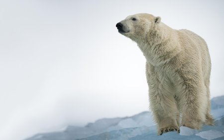 Обои на рабочий стол белый медведь