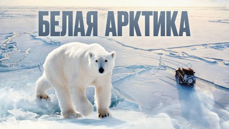 Зона арктических пустынь белый медведь