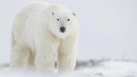Белый полярный медведь