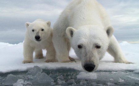 Медведь полярный