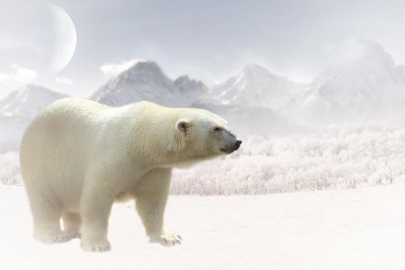 Полярный медведь рисунок