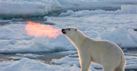 Арктика белый медведь