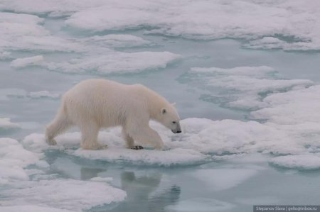 Белый медведь хозяин арктики