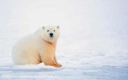 Белый медведь хозяин арктики