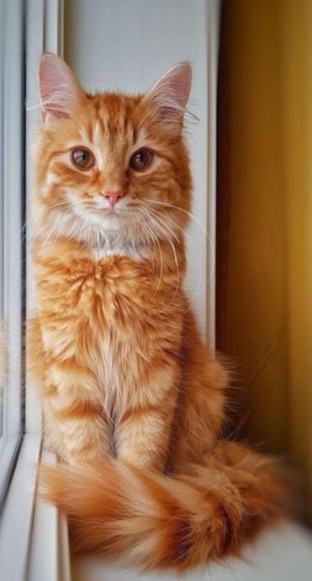 Мейн кун рыжие