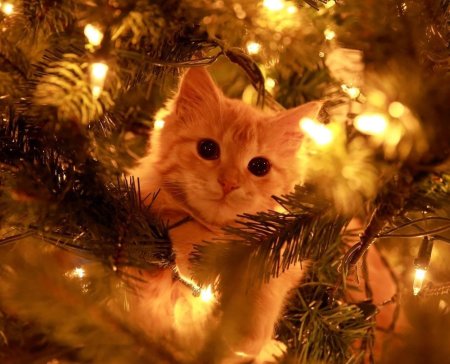 Новогодние котик