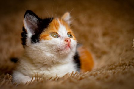 Трехцветные котята