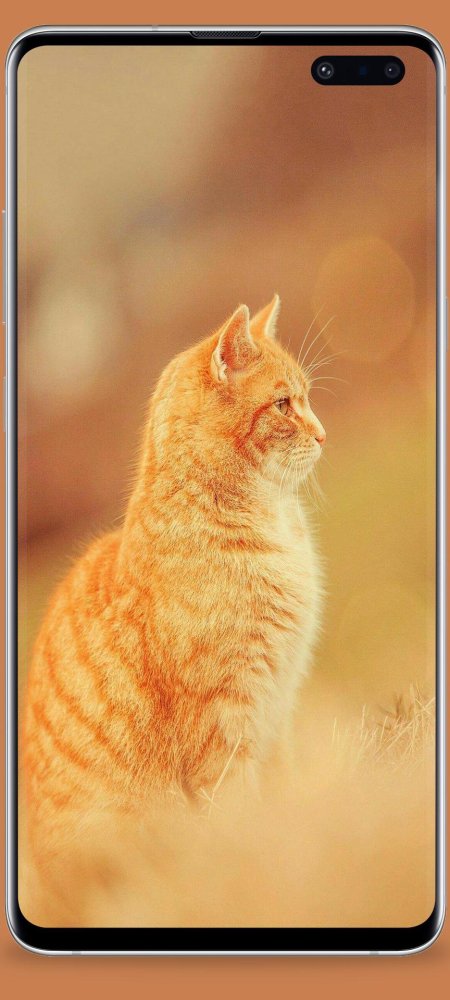 Кошка рыжая