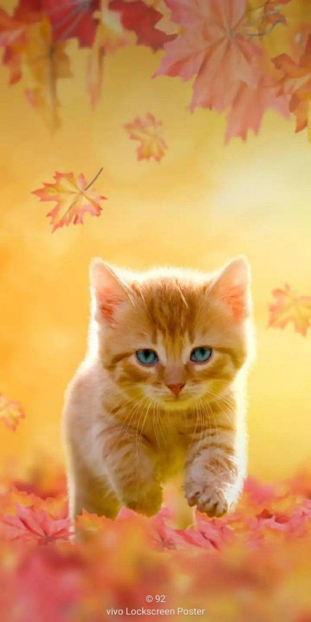 Рыжий кот осень