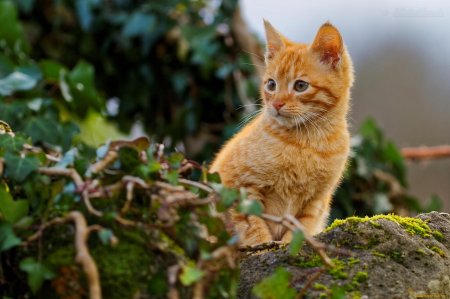 Рыжий кот маленький