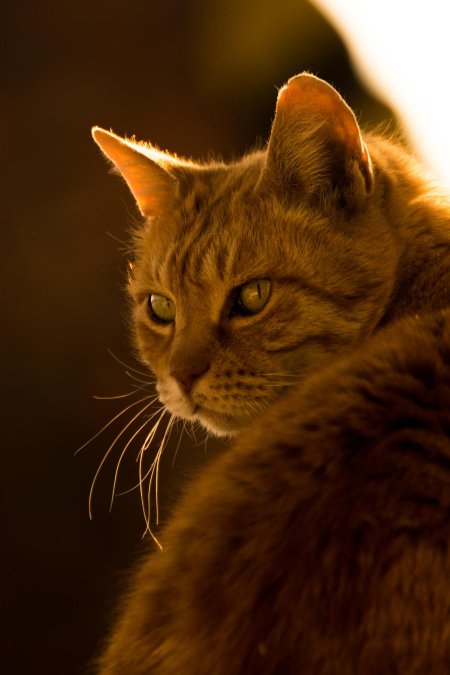 Кошка рыжая