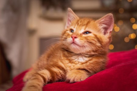 Котенок мейн кун рыжий