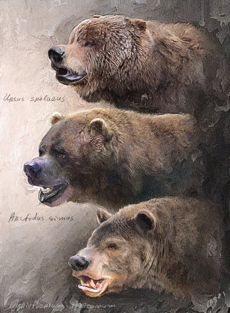 Гигантский короткомордый медведь