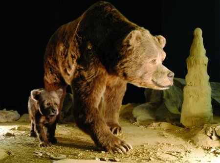 Большой пещерный медведь