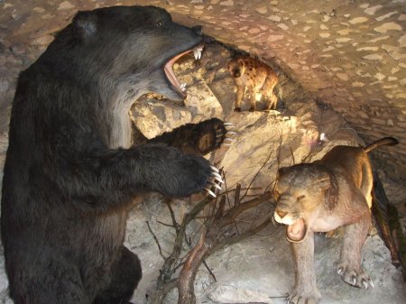 Пещерный медведь в российском музее