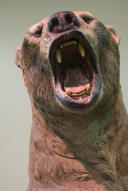 Короткомордый медведь