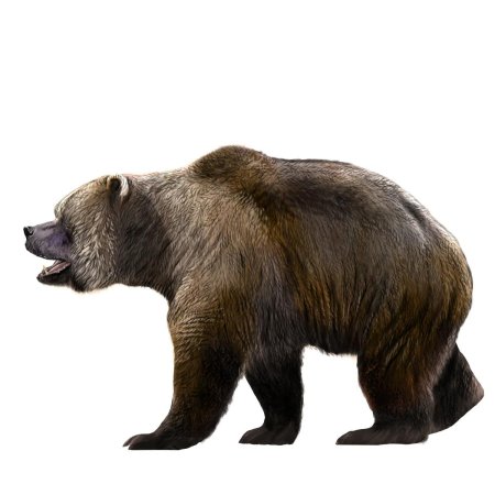Ursus spelaeus