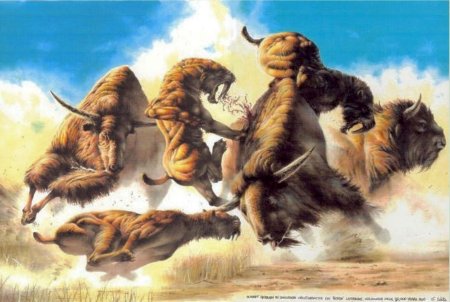 Индейцы северной америки охота на бизонов