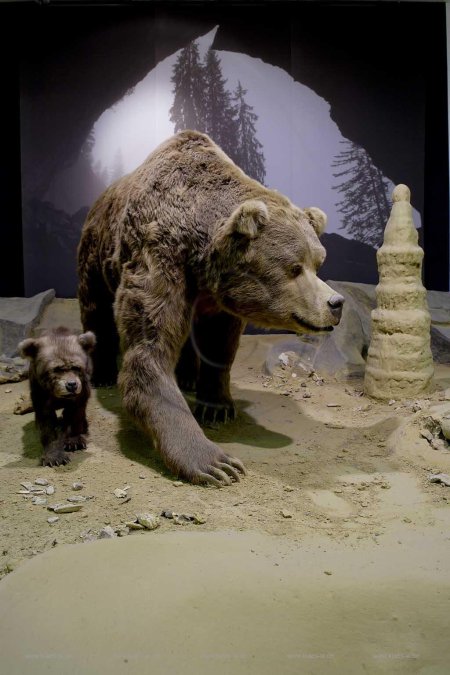 Урсус пещерный медведь