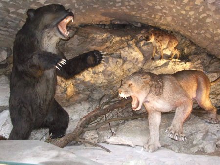 Малый пещерный медведь