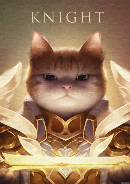 Кот рыцарь