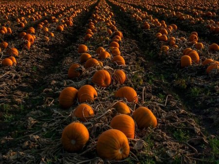Поле с тыквами
