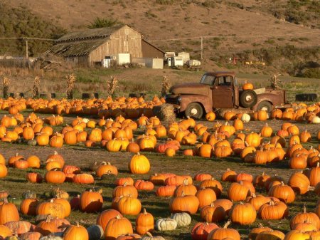 Pumpkin farm