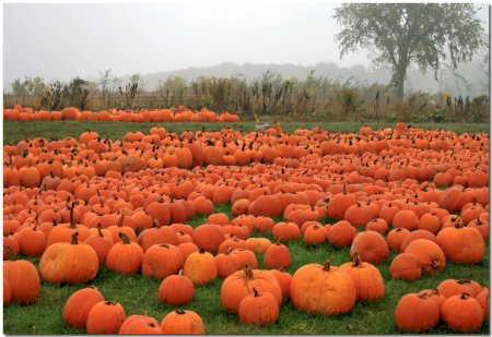 Тыква на бахче