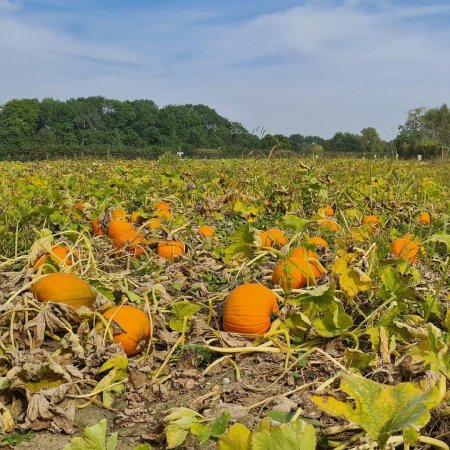 Тыквенное поле
