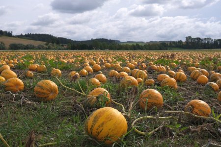 Поле с тыквами