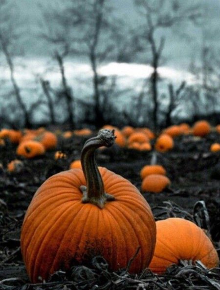 Тыква эстетика