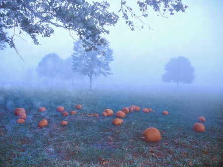 Тыквенное поле