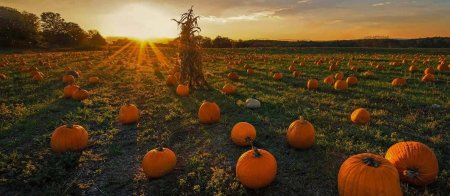 Поле с тыквами