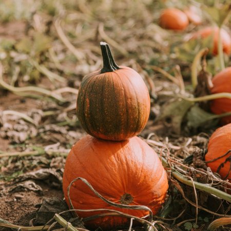 Тыква сибель