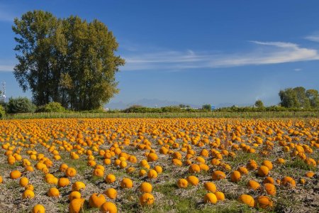 Тыквенная бахча