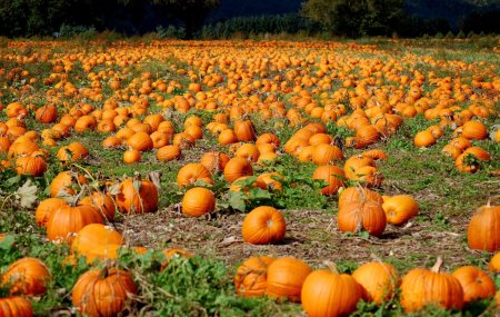 Тыква красивая