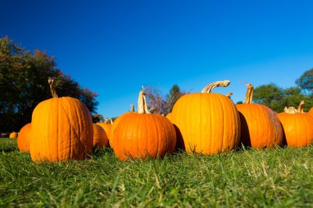 Что такое тыква