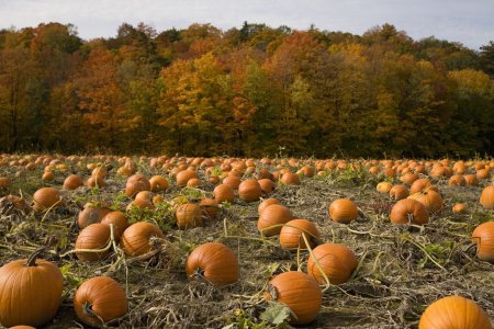 Пампкин патч (pumpkin patch)