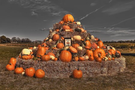 Урожай тыквы