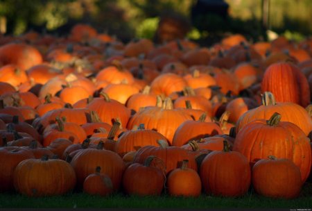 Пампкин тыква