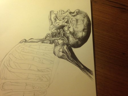 Скелет рисунки